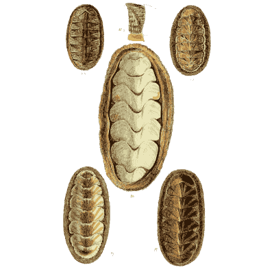 Chiton shells 03 - The Conchological Illustrations - 1841