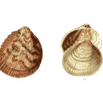 Ribbed cockle shell - The Conchological Illustrations - 1841