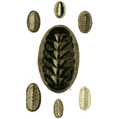 Large dark chiton 01 - The Conchological Illustrations - 1841