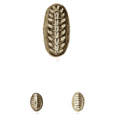 Large chiton 01 - The Conchological Illustrations - 1841