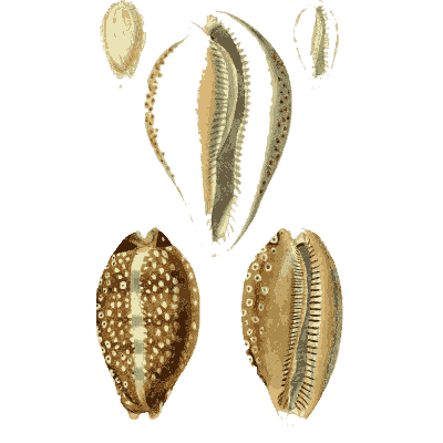 Cowrie shells 05 - The Conchological Illustrations - 1841