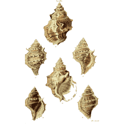 Murex shells 06 - The Conchological Illustrations - 1841