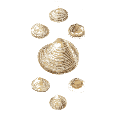 Large ribbed clam - The Conchological Illustrations - 1841
