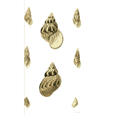 Whelk shells 03 - The Conchological Illustrations - 1841
