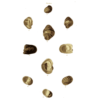 Small dark nerite shells - The Conchological Illustrations - 1841