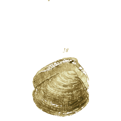 Mussel shell - The Conchological Illustrations - 1841