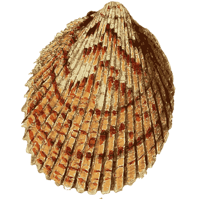 Scallop shell - The Conchological Illustrations - 1841