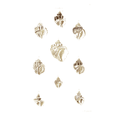Small snail shells 03 - The Conchological Illustrations - 1841