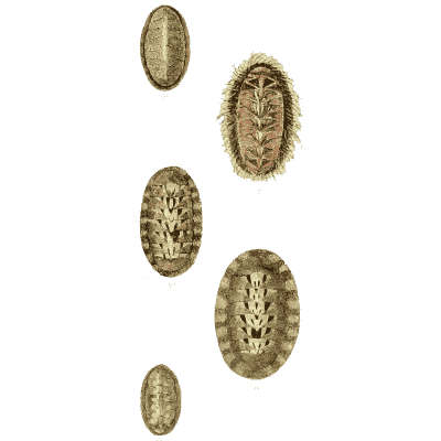 Chiton shells 04 - The Conchological Illustrations - 1841