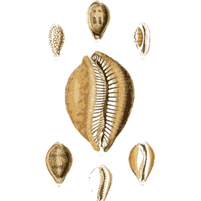 Large toothed cowrie - The Conchological Illustrations - 1841