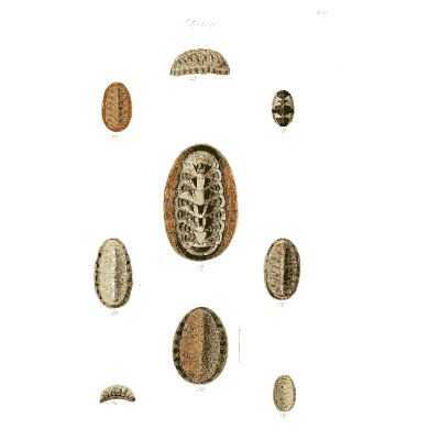 Small chiton shells 01 - The Conchological Illustrations - 1841