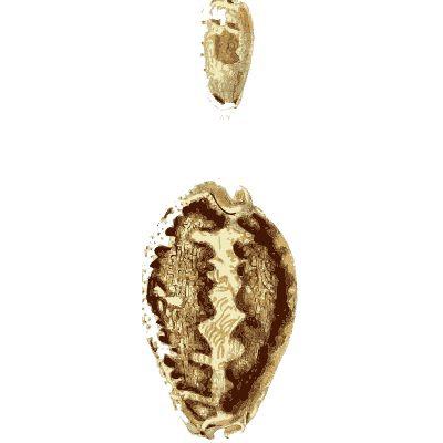 Large cowrie - The Conchological Illustrations - 1841