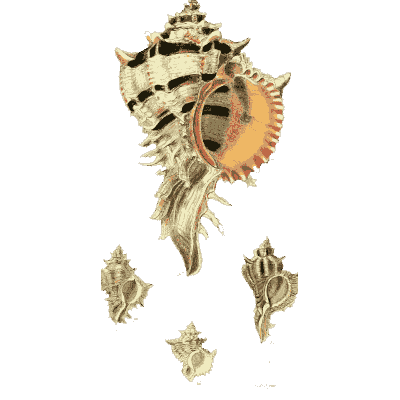 Spined murex - The Conchological Illustrations - 1841