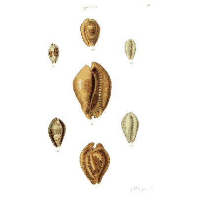 Cowrie shells 06 - The Conchological Illustrations - 1841