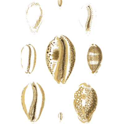 Cowrie shells 07 - The Conchological Illustrations - 1841