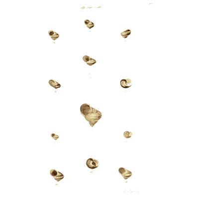 Tiny shells - The Conchological Illustrations - 1841