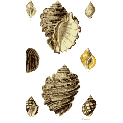 Frilled whelks - The Conchological Illustrations - 1841