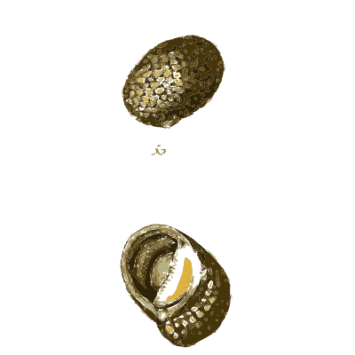 Small rounded snail shells 01 - The Conchological Illustrations - 1841