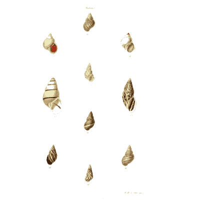 Small pointed snail shells 02 - The Conchological Illustrations - 1841