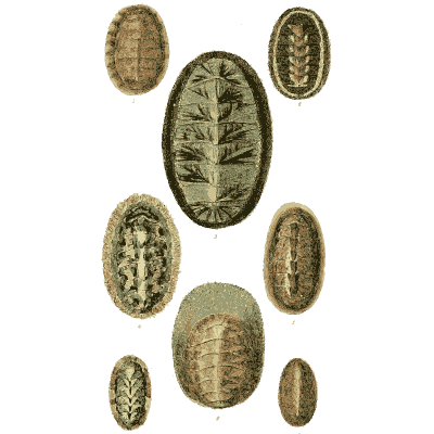 Chiton shells 05 - The Conchological Illustrations - 1841