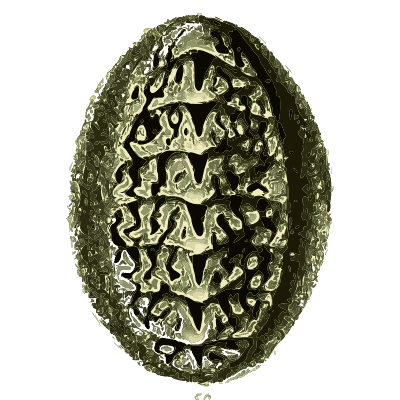 Dark chiton - The Conchological Illustrations - 1841
