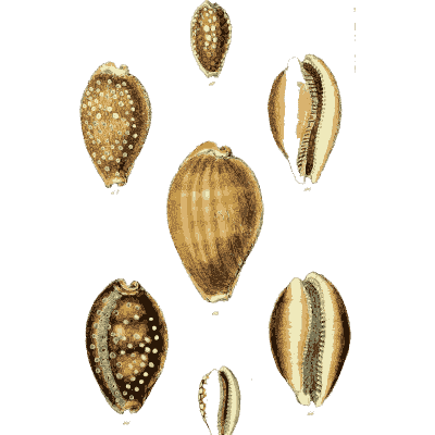 Cowrie shells 08 - The Conchological Illustrations - 1841
