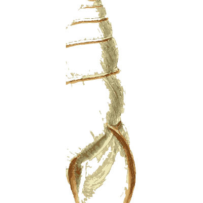 Pale snail shell - The Conchological Illustrations - 1841