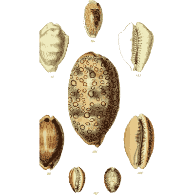 Cowrie shells 09 - The Conchological Illustrations - 1841