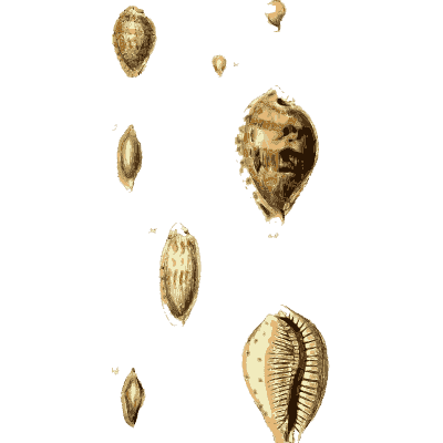 Small cowrie shells - The Conchological Illustrations - 1841