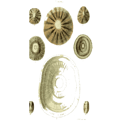 Large ringed limpet 01 - The Conchological Illustrations - 1841