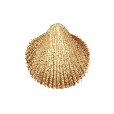 Ribbed scallop shell - The Conchological Illustrations - 1841