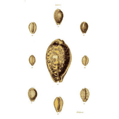 Spotted cowrie 01 - The Conchological Illustrations - 1841