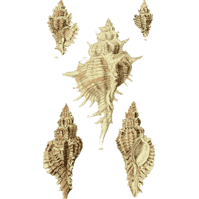 Murex shells 07 - The Conchological Illustrations - 1841