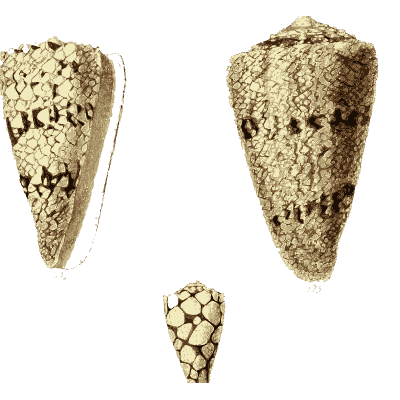 Patterned cone shells - The Conchological Illustrations - 1841