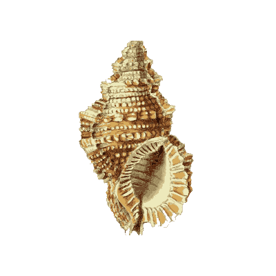 Frilled murex - The Conchological Illustrations - 1841