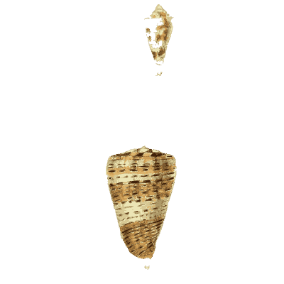 Cone shells 03 - The Conchological Illustrations - 1841