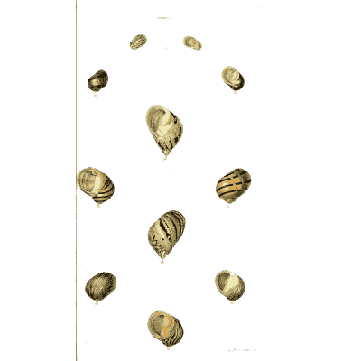 Small snail shells 04 - The Conchological Illustrations - 1841