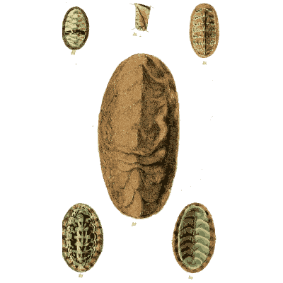 Large chiton 02 - The Conchological Illustrations - 1841