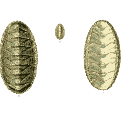 Large chitons - The Conchological Illustrations - 1841
