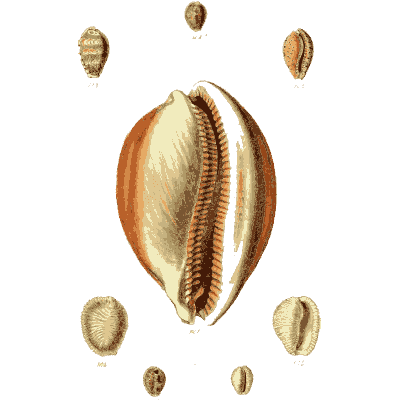 Large orange toothed cowrie 01 - The Conchological Illustrations - 1841