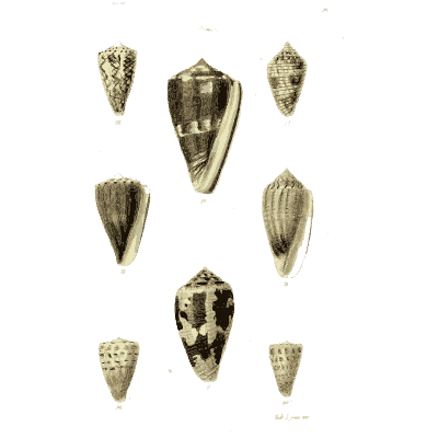 Cone shells 04 - The Conchological Illustrations - 1841