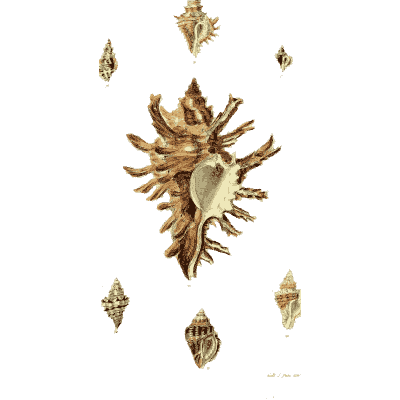 Murex shell 05 - The Conchological Illustrations - 1841