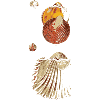 Red cockle - The Conchological Illustrations - 1841
