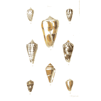 Small cone shells 01 - The Conchological Illustrations - 1841