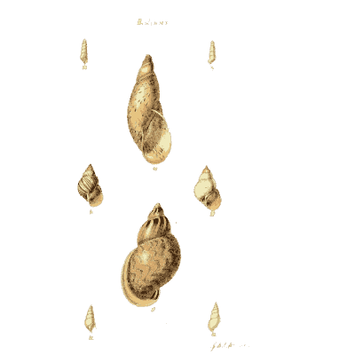 Snail shells 01 - The Conchological Illustrations - 1841