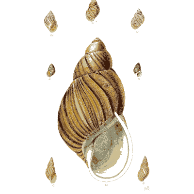 Large ribbed land snail shell - The Conchological Illustrations - 1841