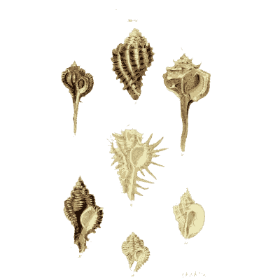 Murex shells 08 - The Conchological Illustrations - 1841