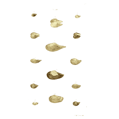 Small clam shells - The Conchological Illustrations - 1841