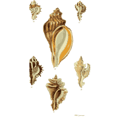 Whelk shell 02 - The Conchological Illustrations - 1841