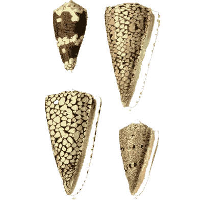 Large cone shells - The Conchological Illustrations - 1841